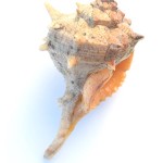 Origen Garraf Cargol Caracol