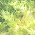Origen Garraf escarola perruqueta