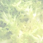 Origen Garraf escarola perruqueta 2