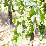 banner Malvasia de Sitges 1
