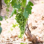banner altres productors malvasia de sitges