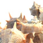 banner cargol punxenc