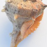 banner lateral cargol punxenc