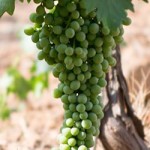 banner lateral malvasia de sitges