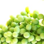 banner malvasia de Sitges