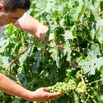 banner productors Malvasia de Sitges
