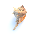 origen garraf cargol caracol