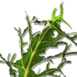 espigals