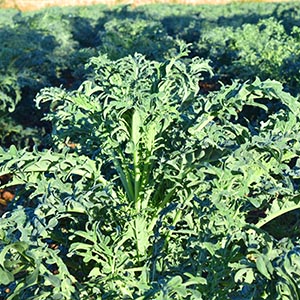 foto productor espigalls 2