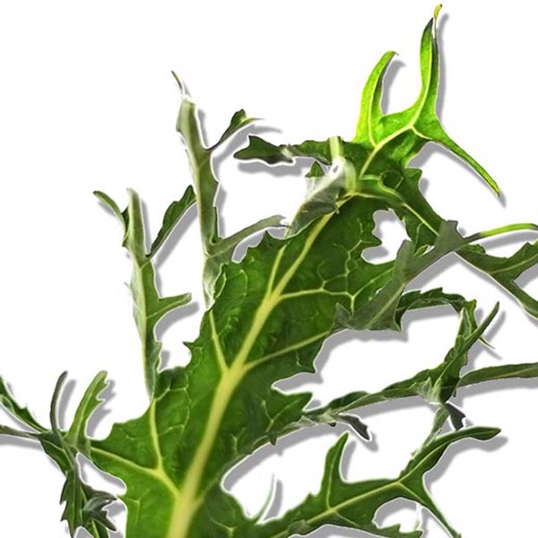 foto productor espigalls