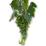 foto productor malvasia