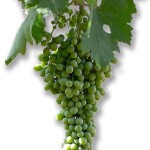 malvasia de sitges